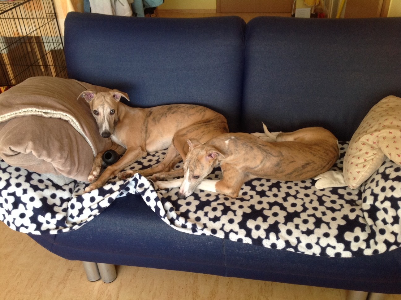 Ferucci - nun Jamie - in seinem neuen Zuhause mit seinem Bruder Sky - gleich das Sofa erorbert !